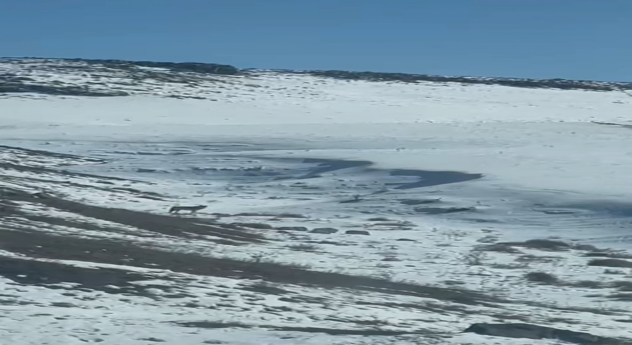 Karsta köye inen kurt, vatandaş tarafından görüntülendi
