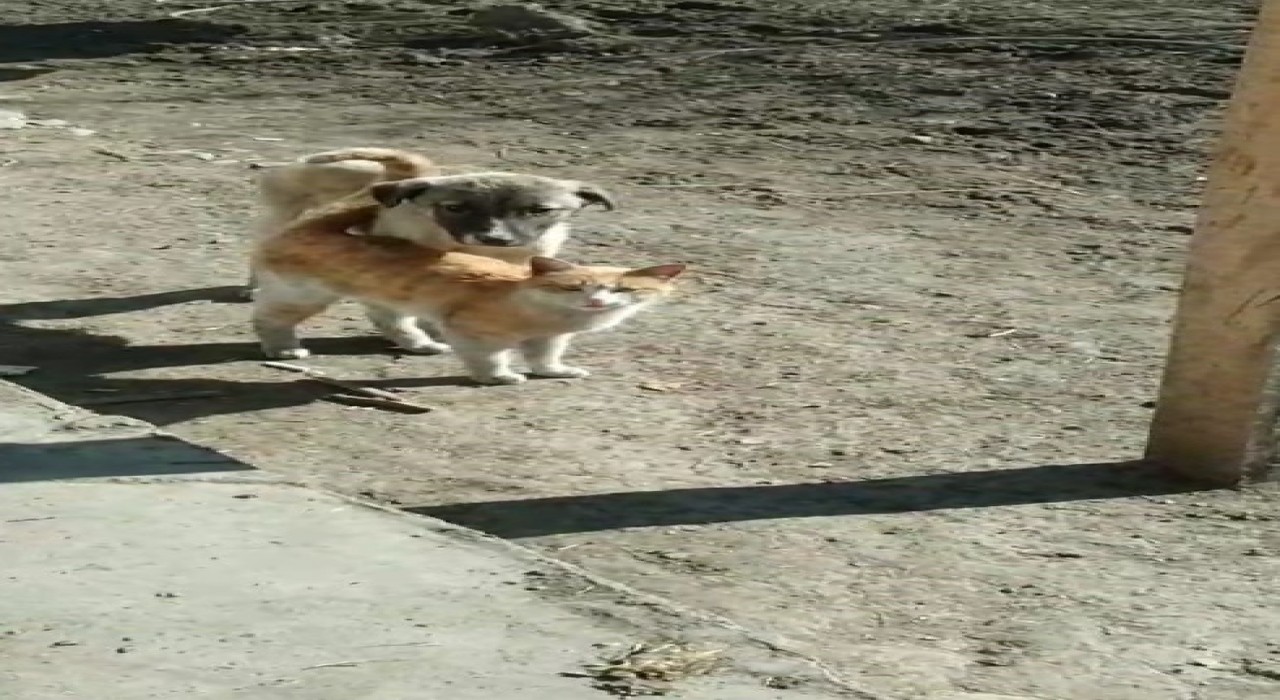 Karsta sıcak dostluk: Kedi ile köpeğin samimi anları kamerada