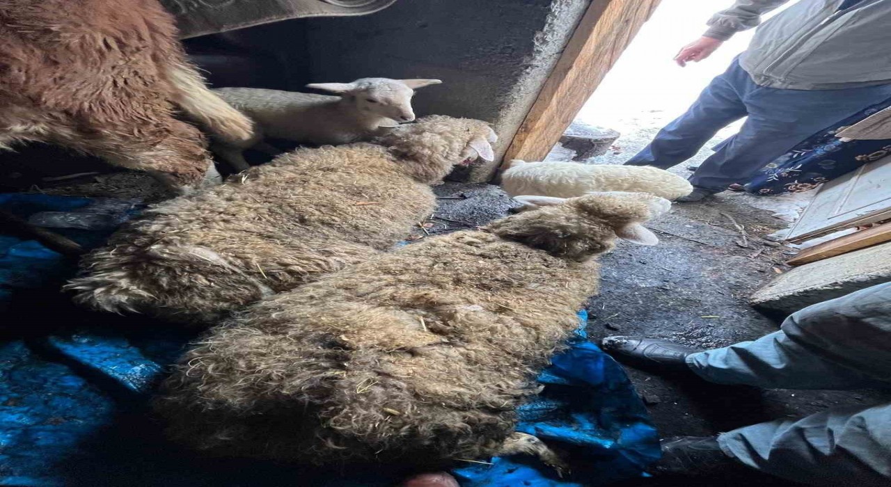 Kastamonuda kar nedeniyle ahır çöktü, hayvanlar altında kaldı