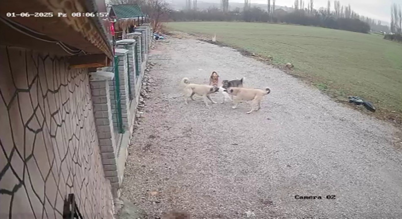 Kayıp olarak aranan kedi Mianın köpekler tarafından telef edildiği ortaya çıktı