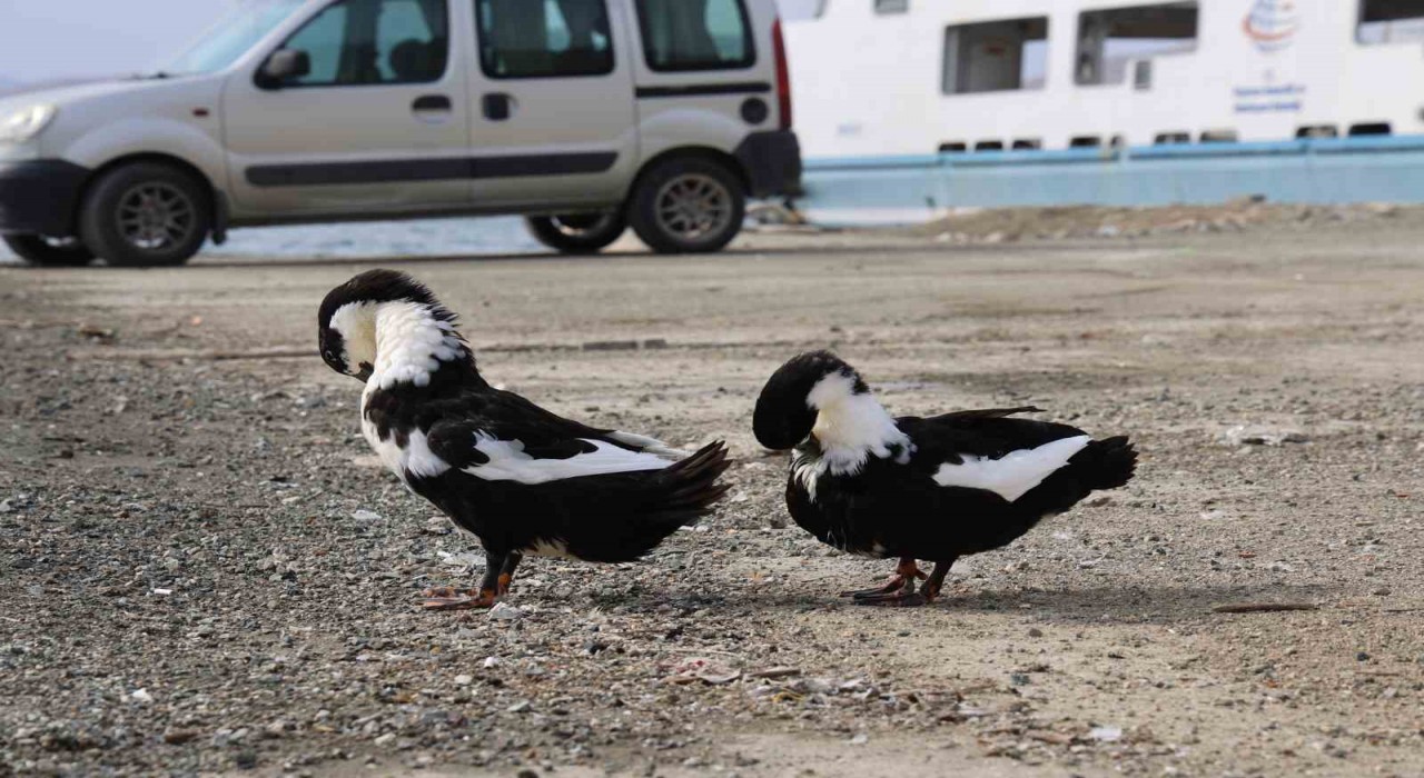 Keban Baraj Gölü zengin fauna çeşitliliği ile dikkat çekiyor