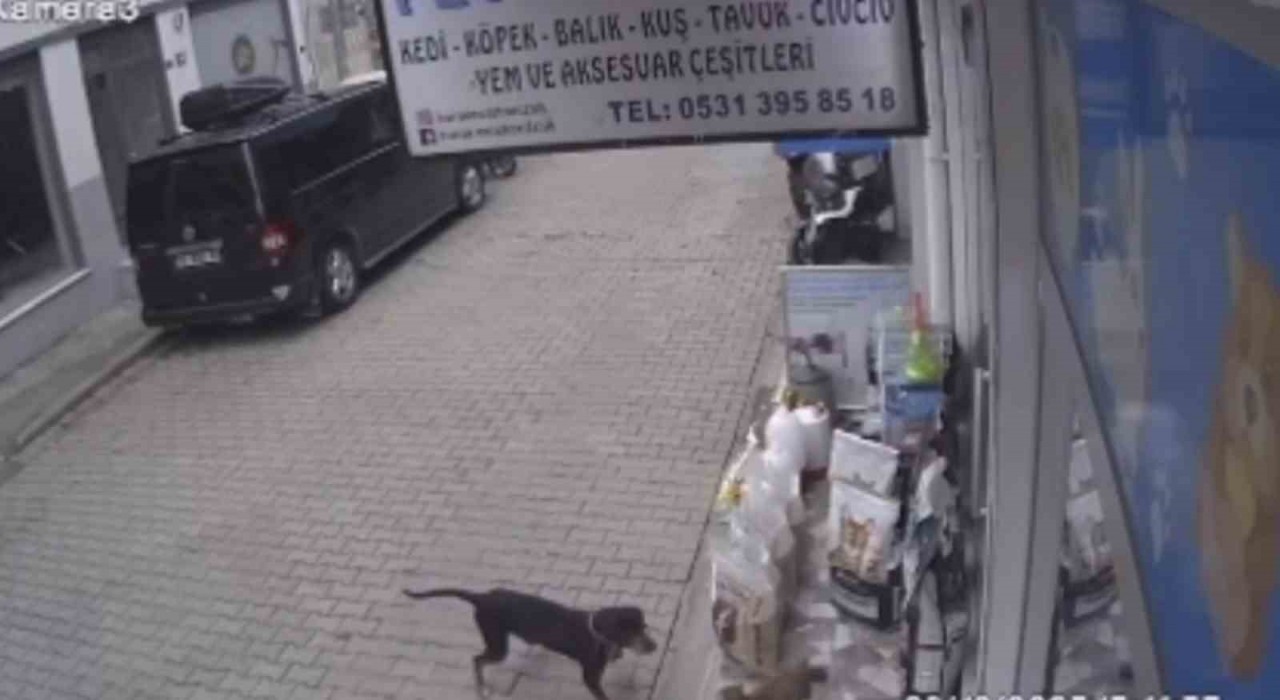 Kediyi kıskanan köpek, mamayı alıp kaçtı