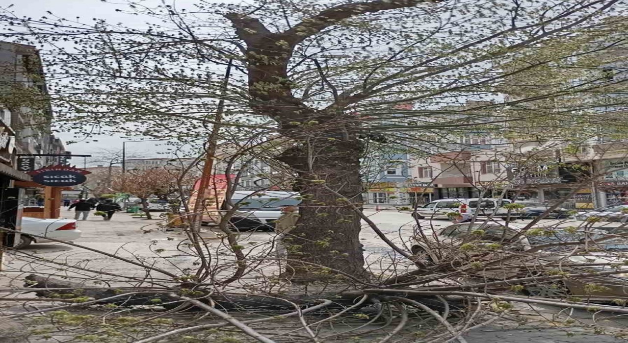 Keşanda şiddetli rüzgar nedeniyle ağaç kırıldı