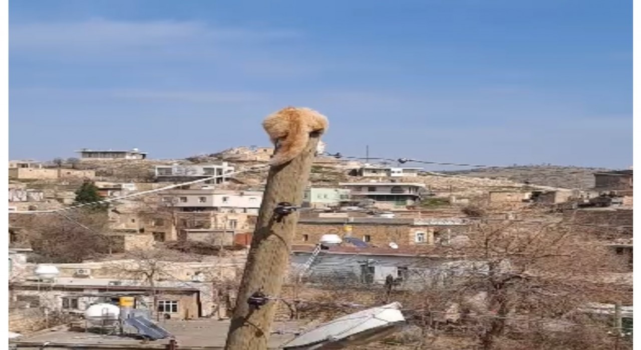Köpekten kaçıp direğe tırmanan kediyi itfaiye kurtardı