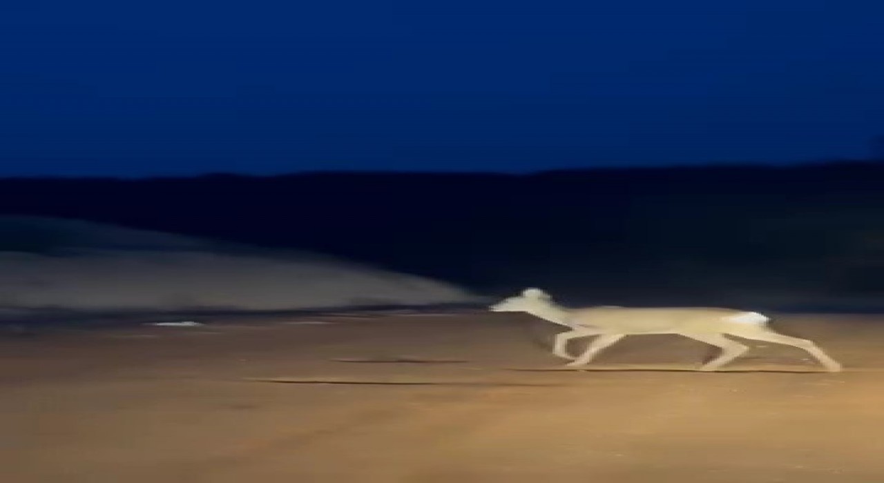 Köy yolundaki karaca kamerada