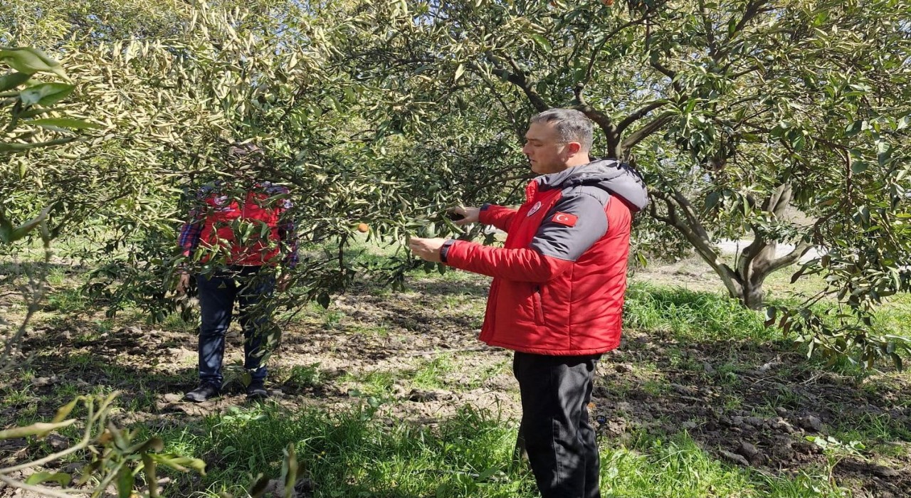 Köyceğiz, Ortaca ve Dalamanda zirai don zararı tespit çalışmaları devam ediyor