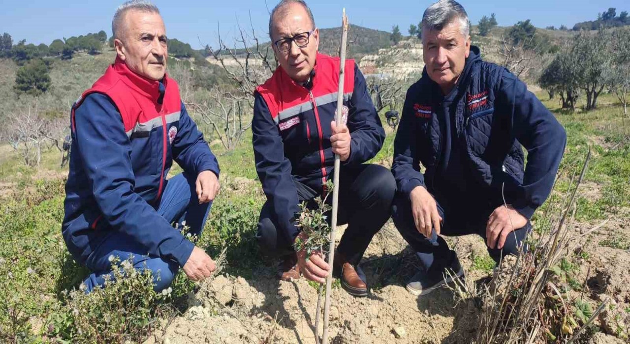 Kuşadası ve Didimde 540 adet sakız fidanları toprakla buluştu
