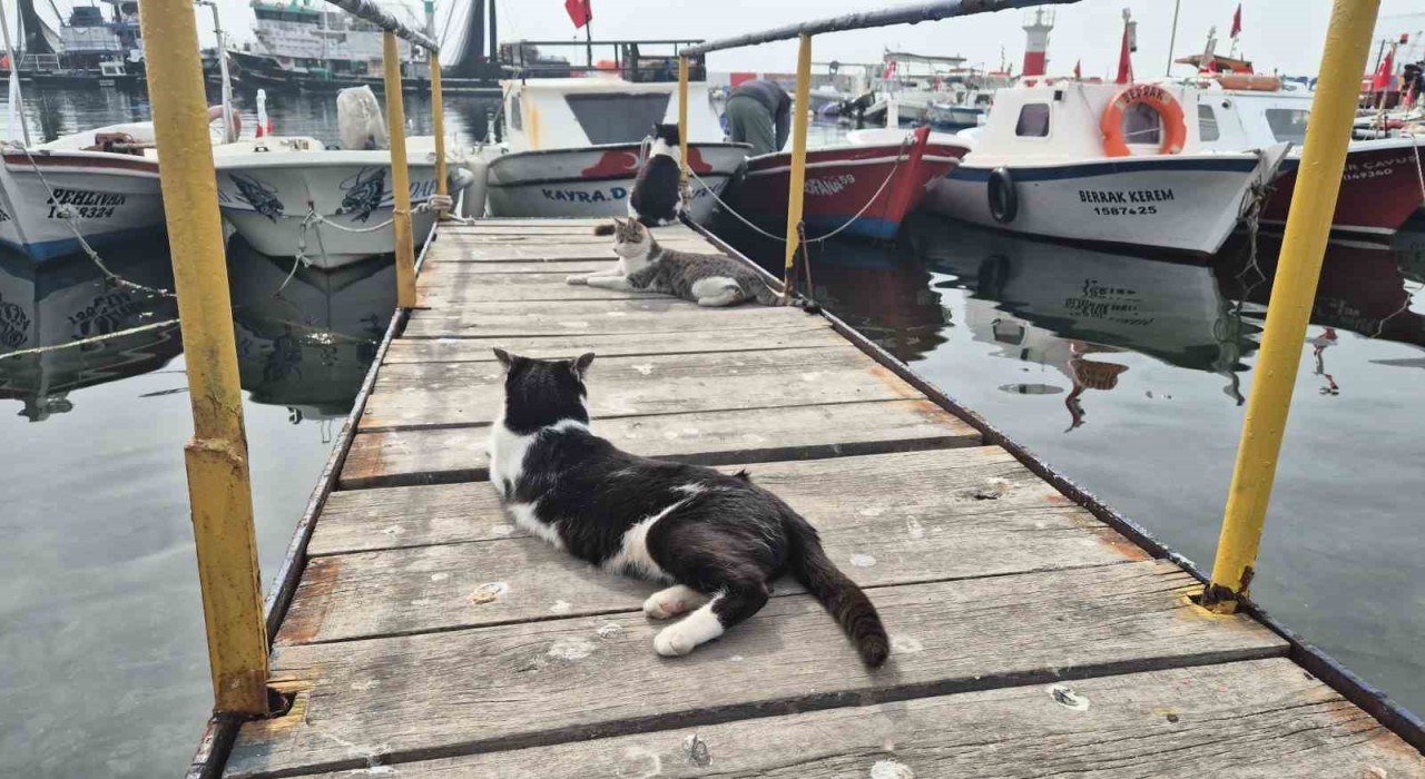 Limanın patili bekçileri: Onlarcası sabah balıkçıları bekliyor