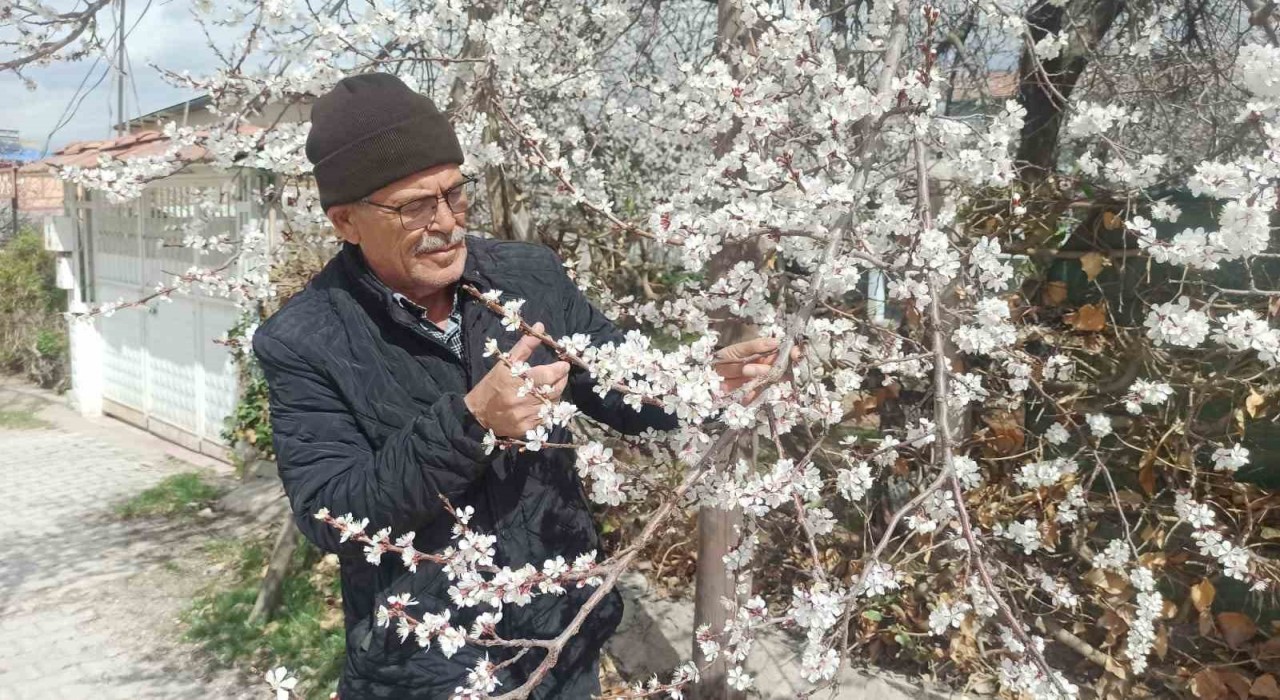 Malatyada kayısı üreticileri zirai don tehlikesiyle karşı karşıya