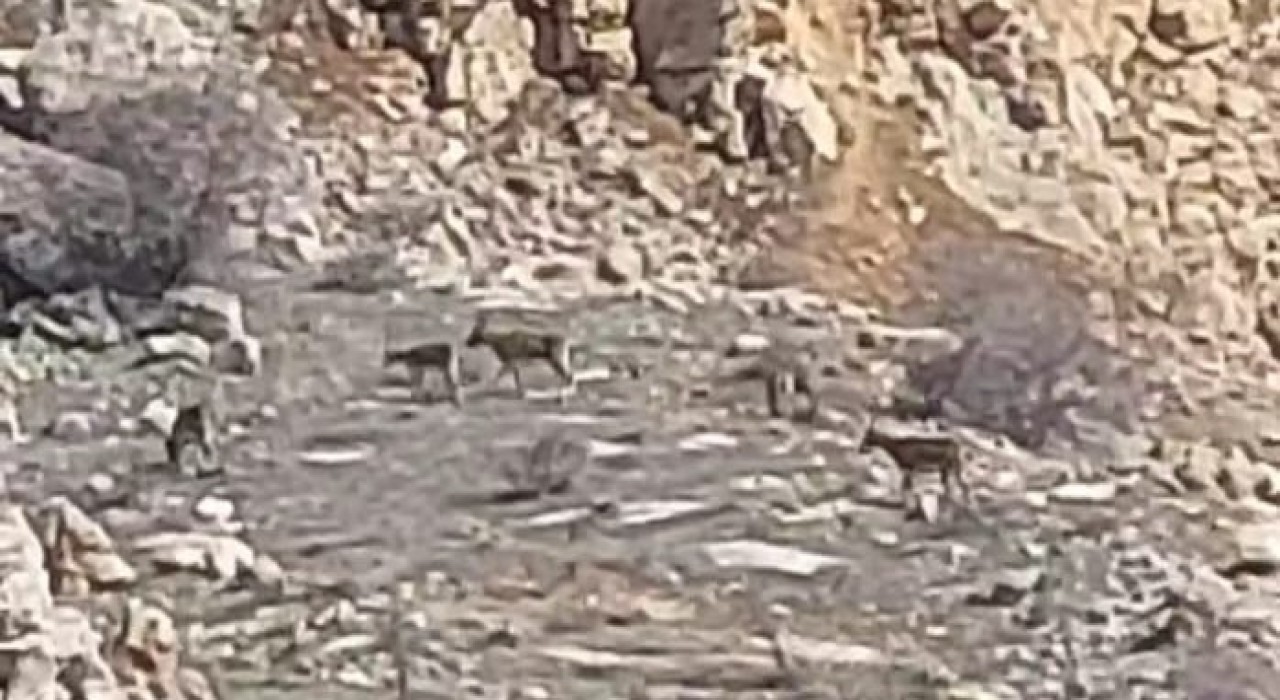 Malatyada onlarca yaban keçisi sürü halinde görüntülendi