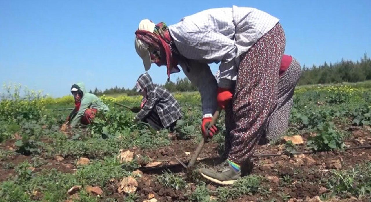 Mevsimlik İşçi Ücretleri %84,2 Arttı