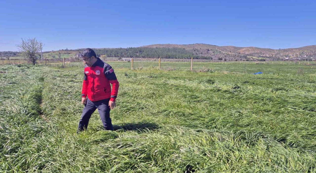 Muğlada ‘Buğday Süne Zararı kontrolleri yapıldı