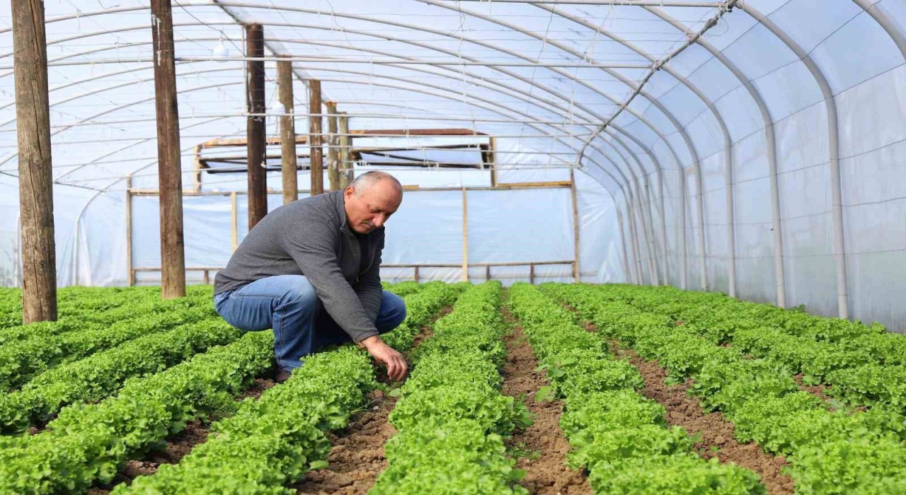 Orduda Büyükşehir yetiştiriyor, üreticiler kazanıyor
