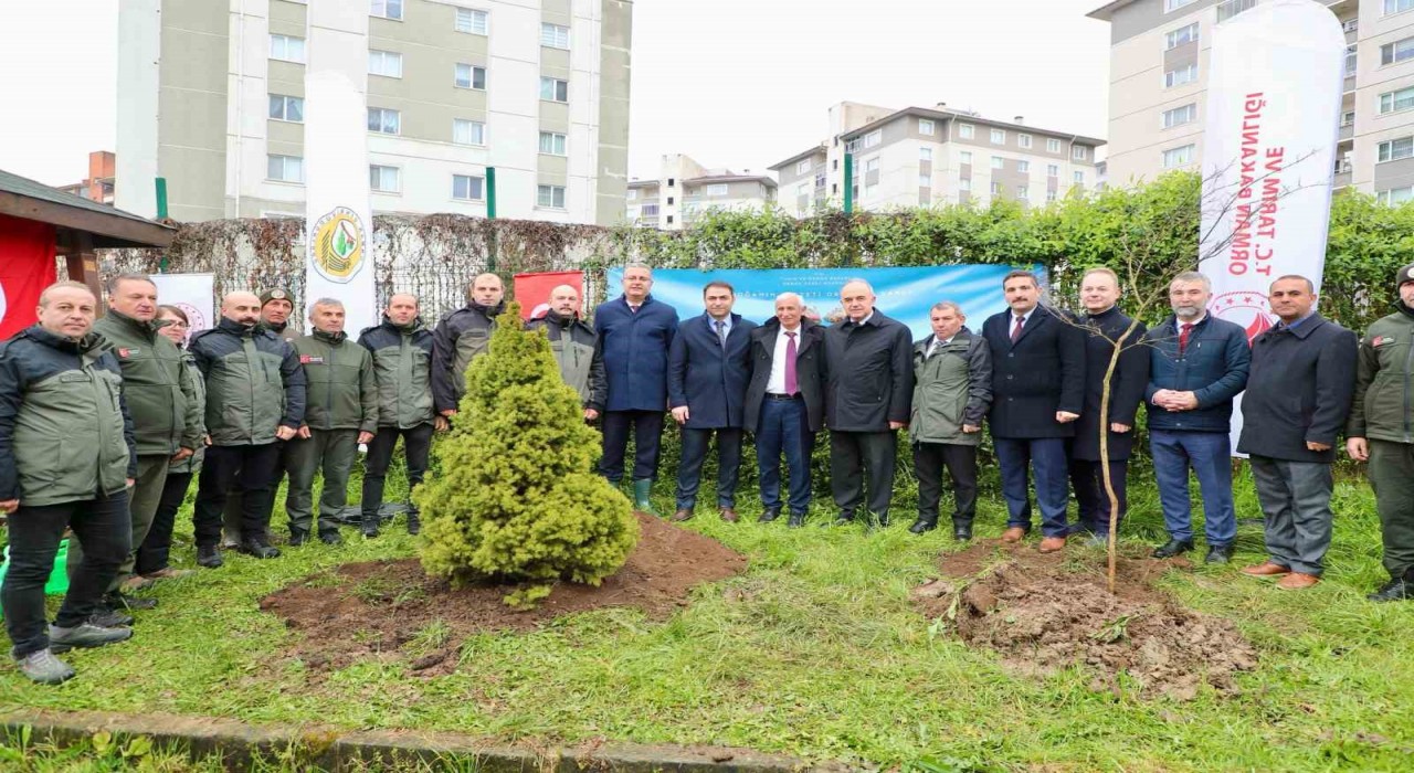 Orduda fidanlar toprakla buluşturuldu