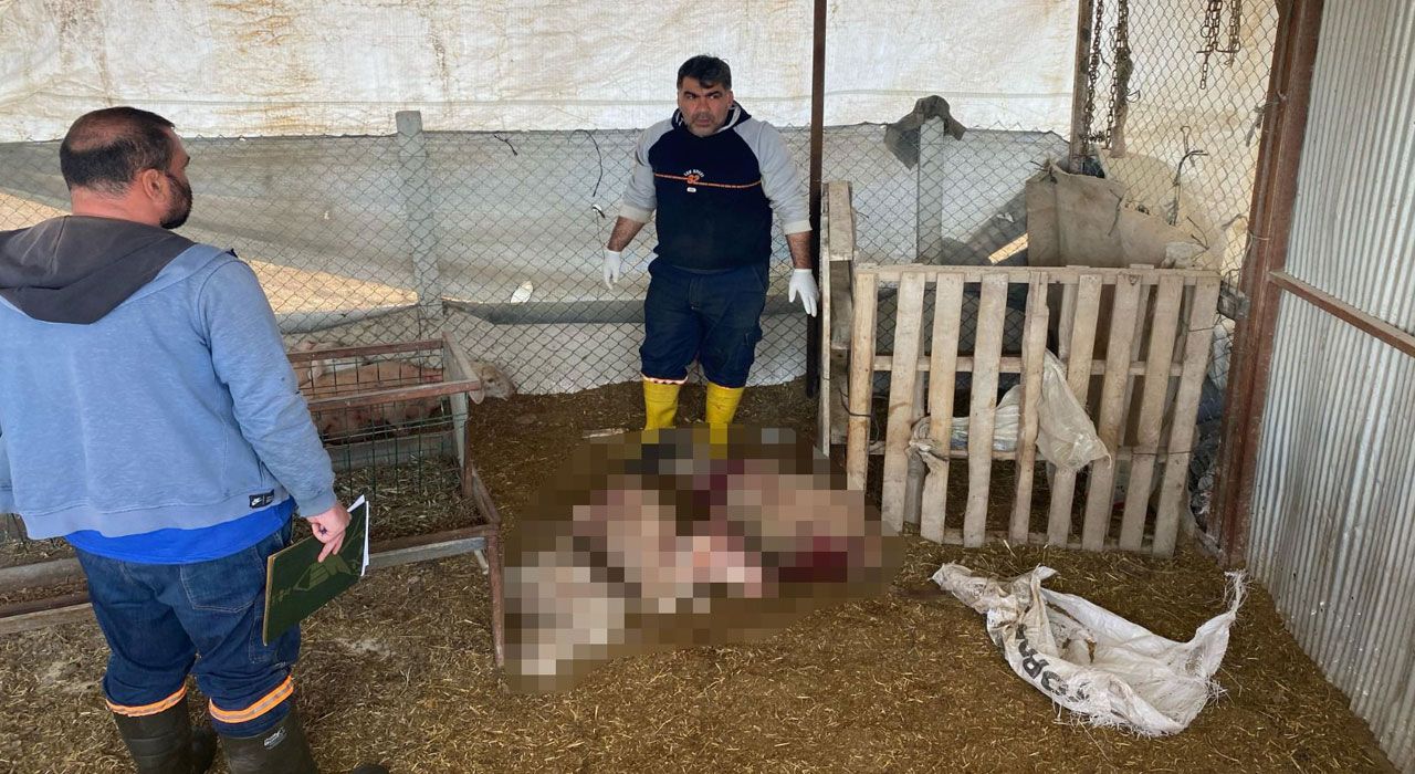Osmaniye’de Ahıra Saldıran Sokak Köpekleri Uyuyakaldı