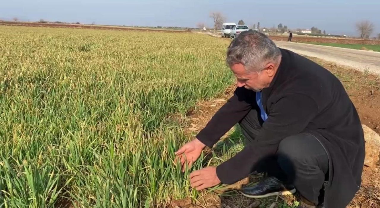 Osmaniye’de Çiftçiler Kuraklık Nedeniyle Zor Durumda: Buğday Tarlaları Susuz Kaldı