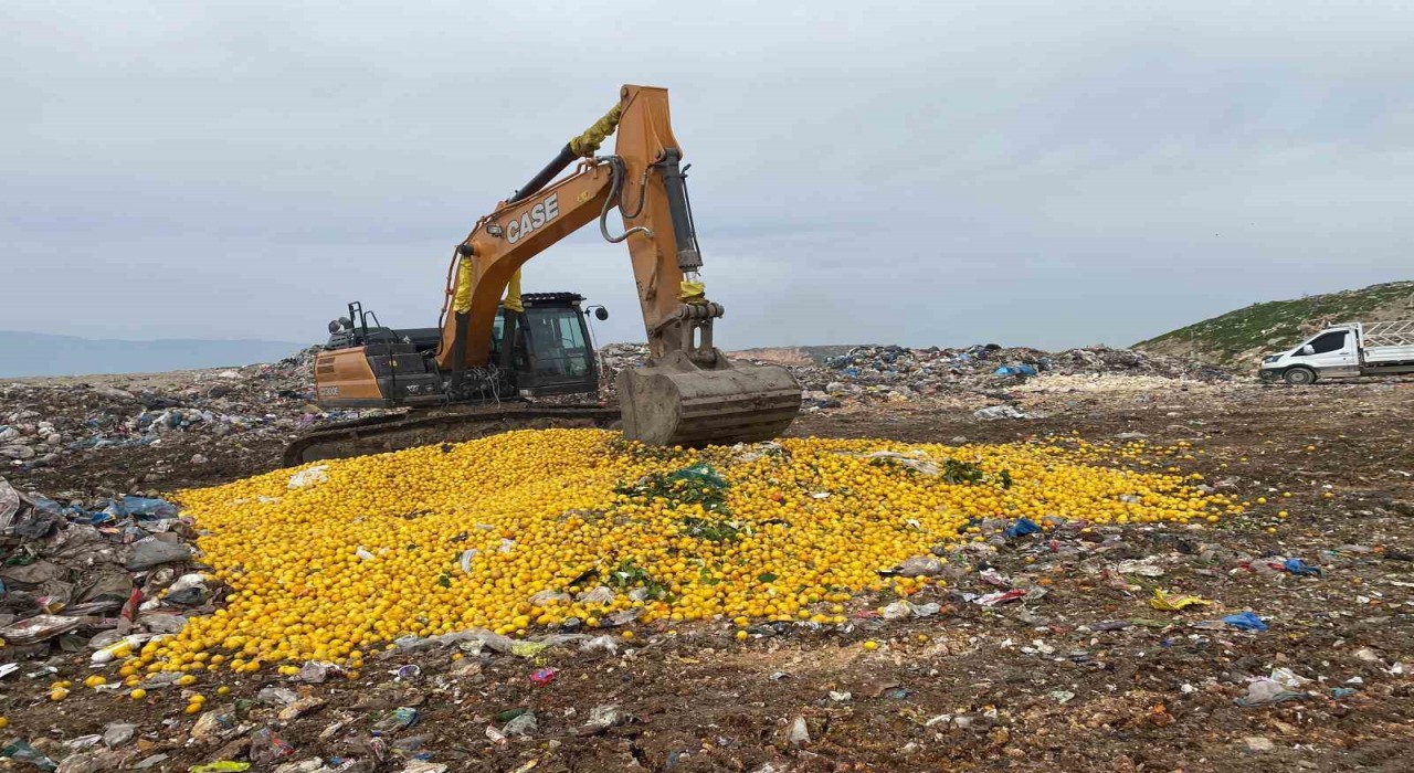 Pestisit tespit edilen Dubaiye ihraç edilecek 71 ton limon imha edildi