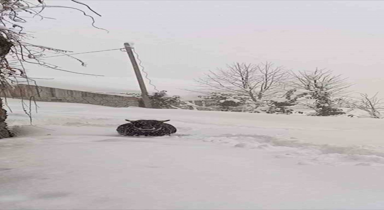 Rizede kışlık ahırından kaçan boğa yazlığında bulundu