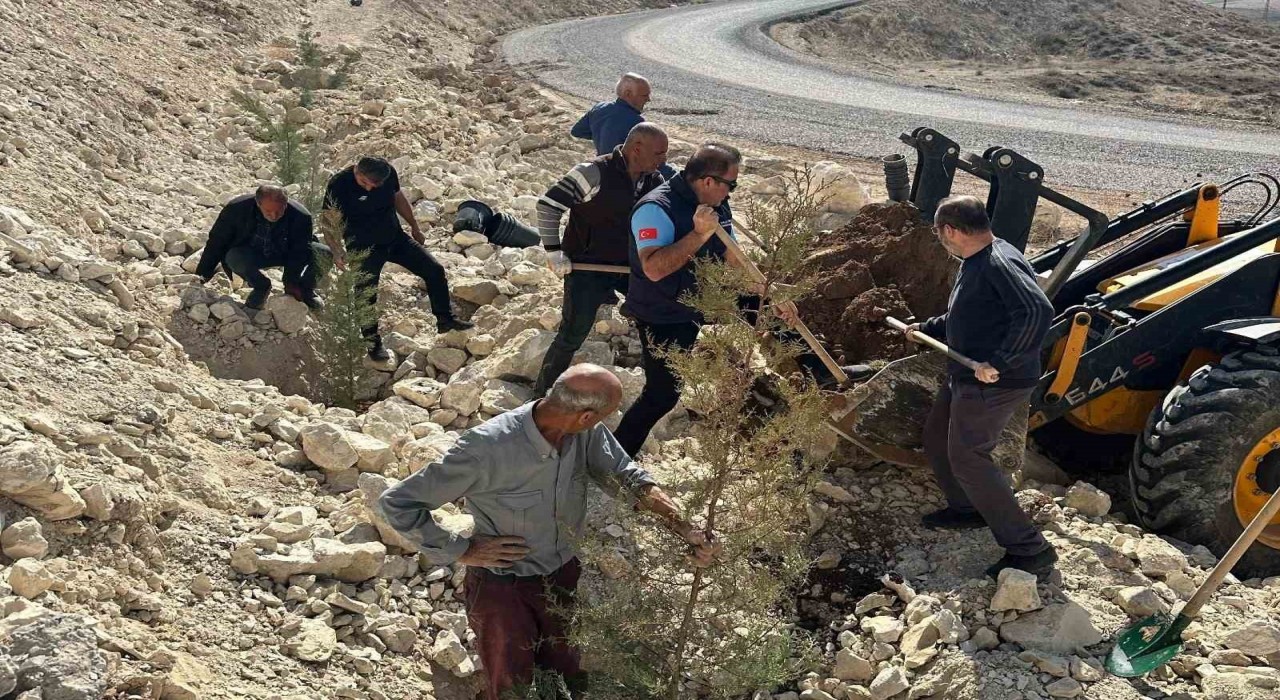 Sahabe mevkiindeki tüm yamaçlar yeşillendirildi