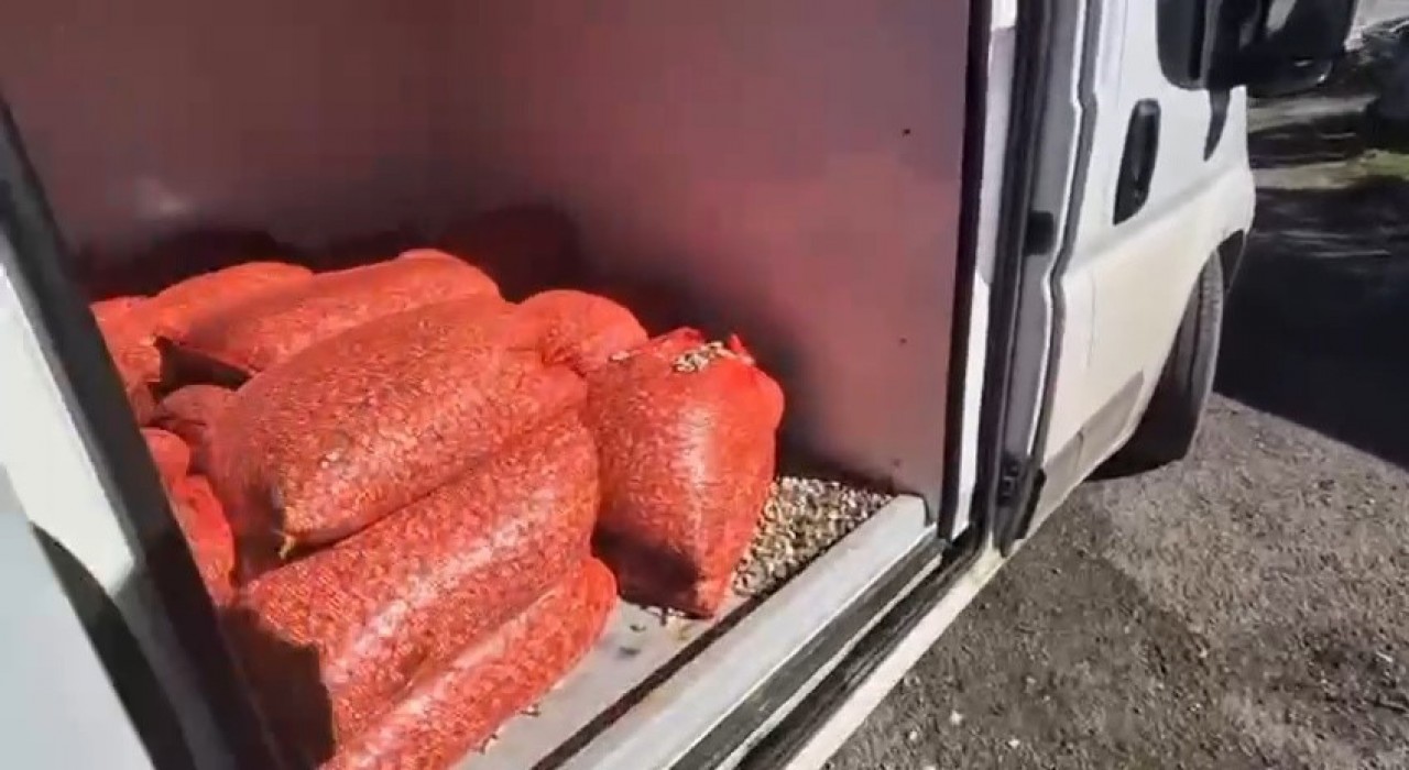 Samsunda 1 ton 180 kilo kaçak midye ele geçirildi