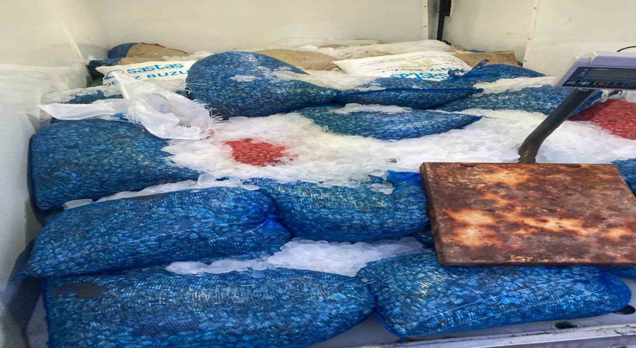 Samsunda 1,5 ton kaçak midye ele geçirildi