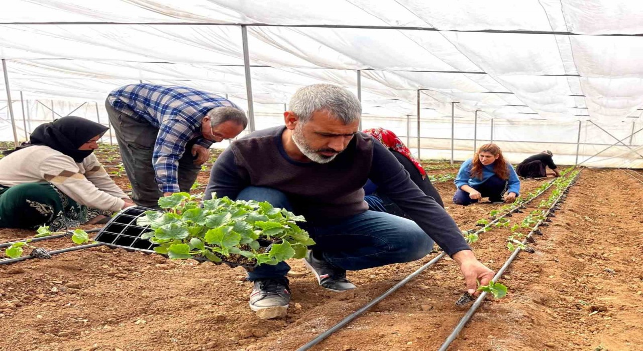 Şanlıurfada sebze fideleri seralarda toprakla buluştu