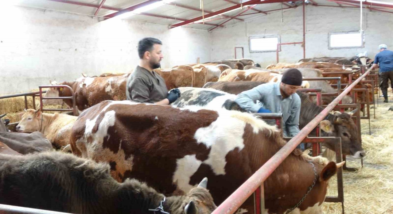 Şap aşısı yaptırmayan üreticiye 105 bin TL ceza uygulanacak