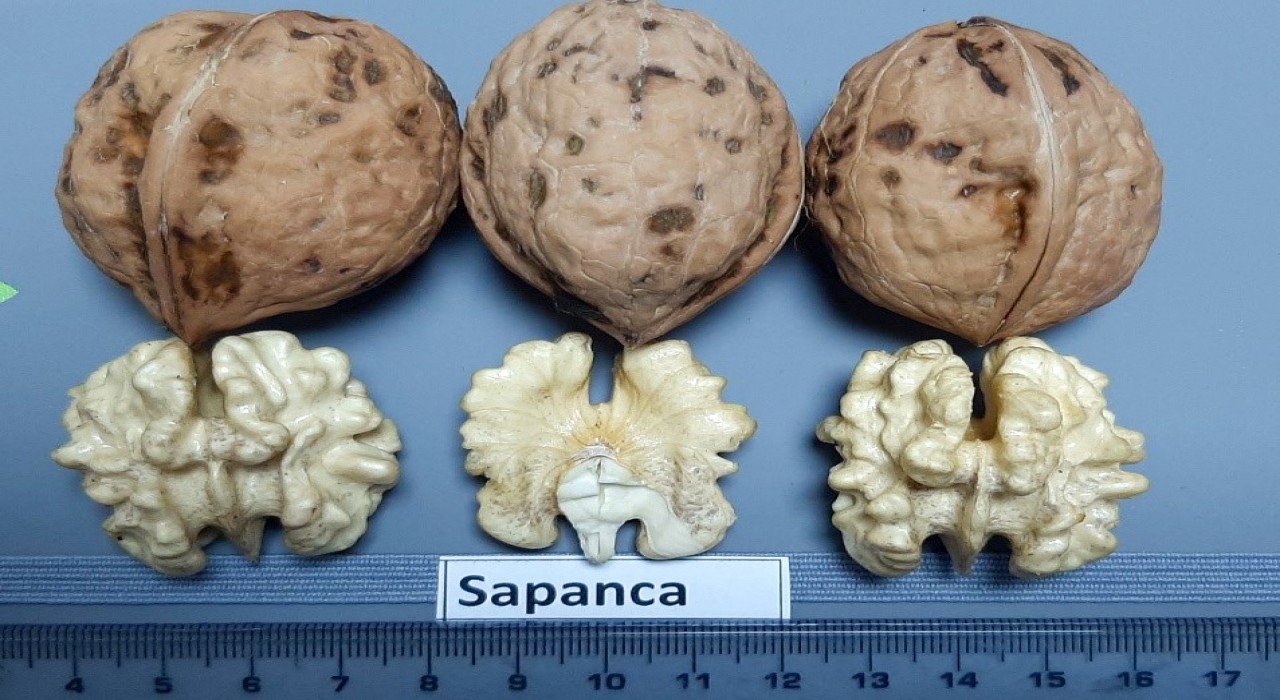 Sapanca Cevizi ‘Coğrafi İşaret Tescili aldı
