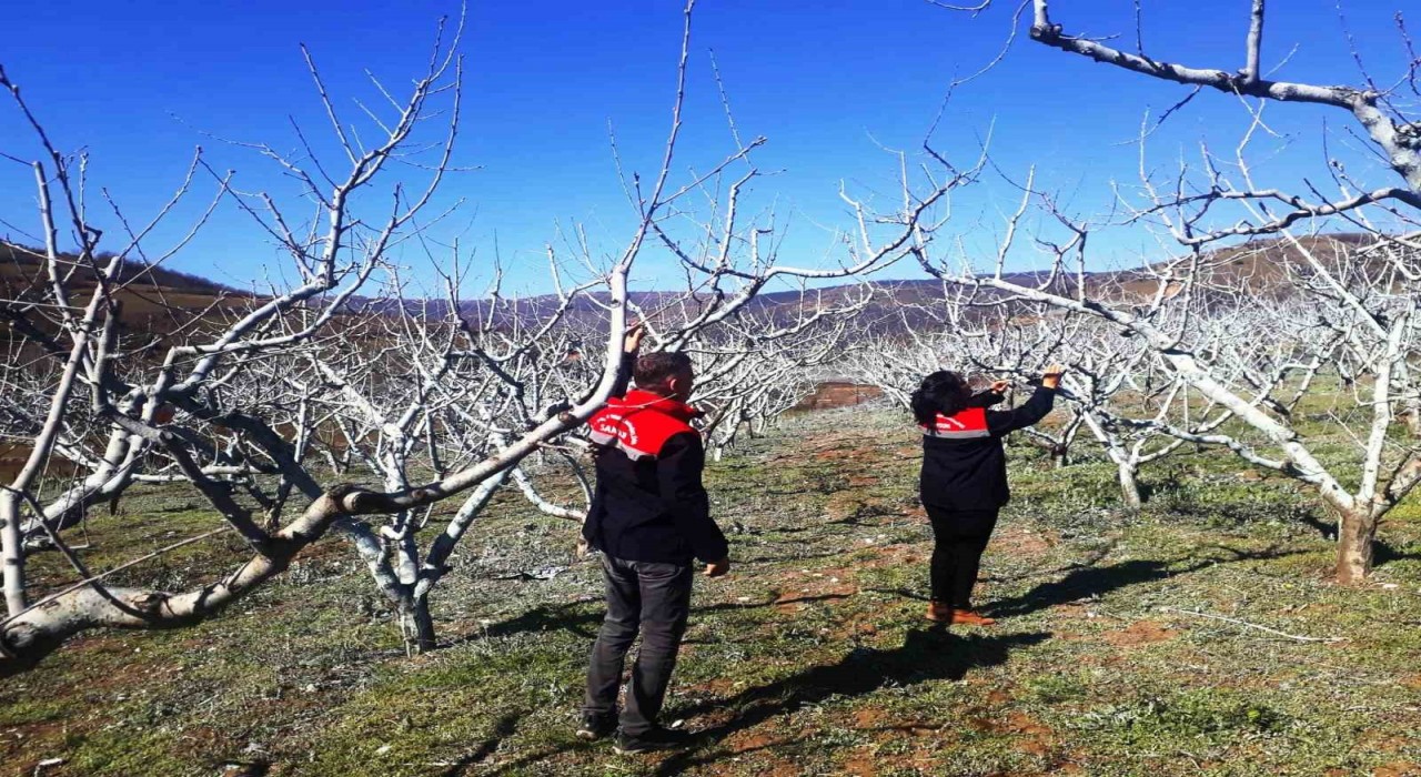 Şeftali ve nektarinde bordo bulamacı zamanı