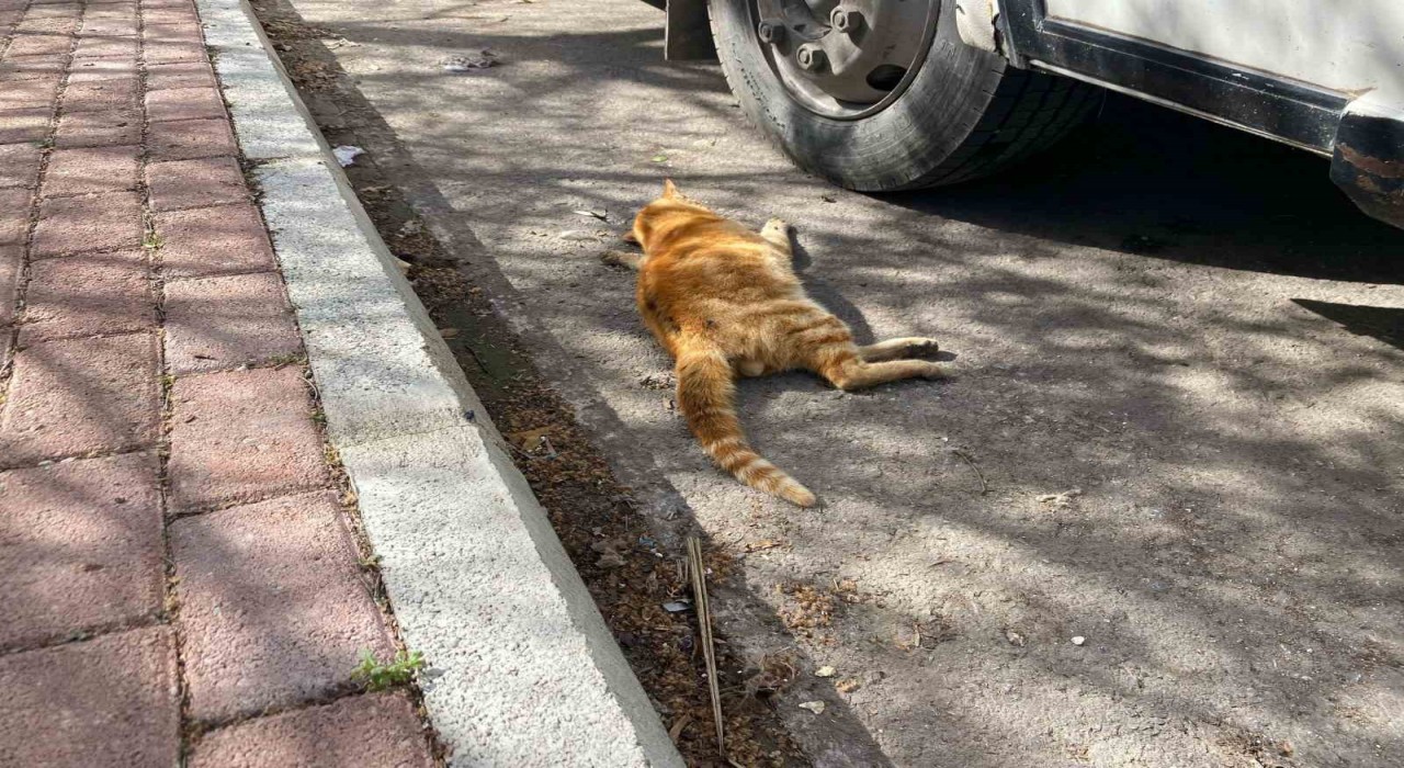 Serikte çok sayıda ölü kedi bulundu