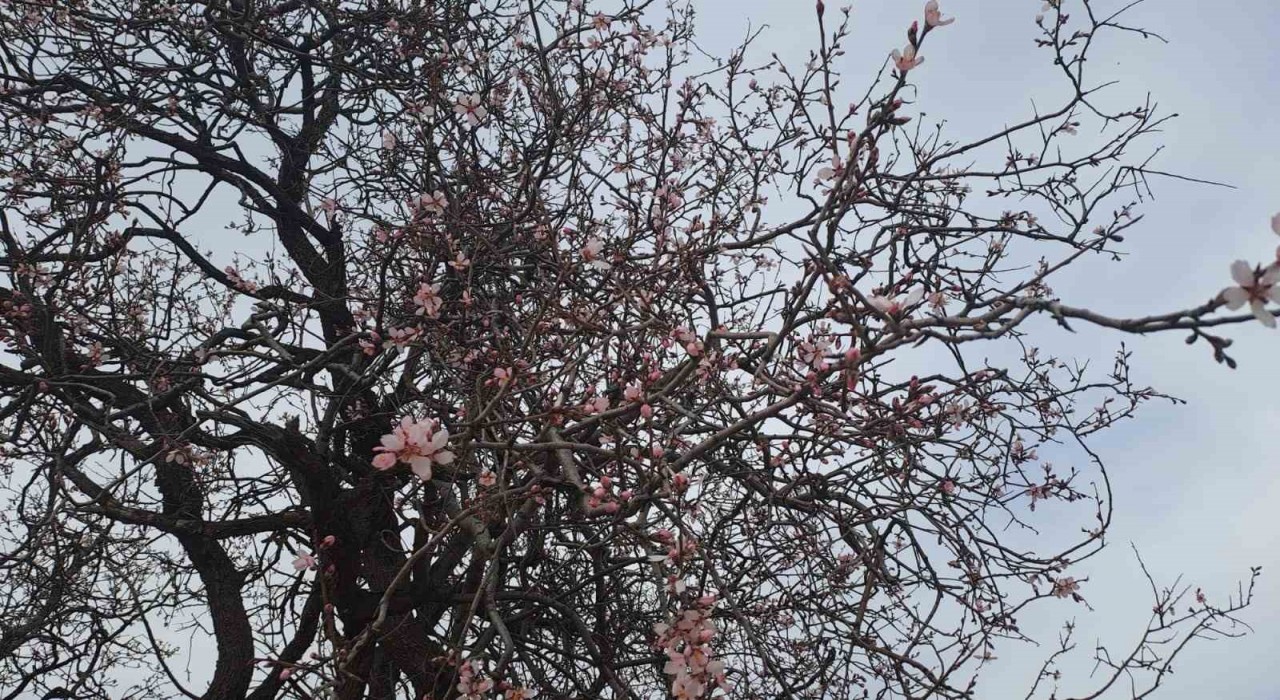 Silvanda badem ağaçları çiçek açtı