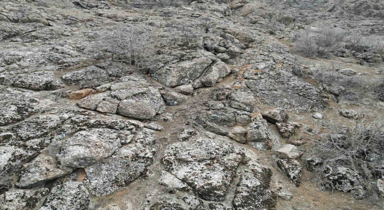 Şırnakta dağ keçileri dronla görüntülendi