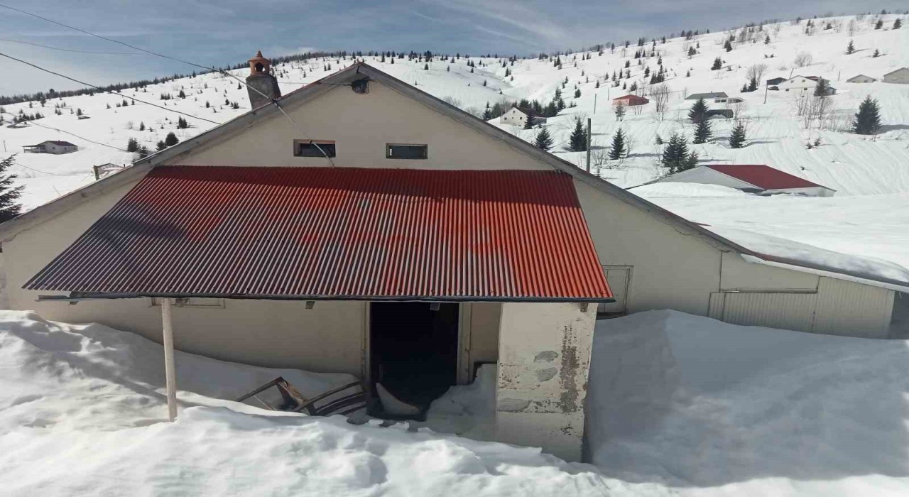 Sis Dağı Yaylasında çığ faciası sonrası bu kez de ayı faciası yaşanıyor