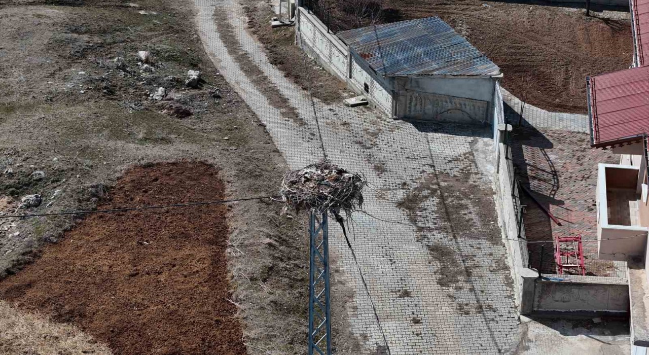 Sivasın ‘Leylekli köyü, baharın müjdeleyicilerini bekliyor