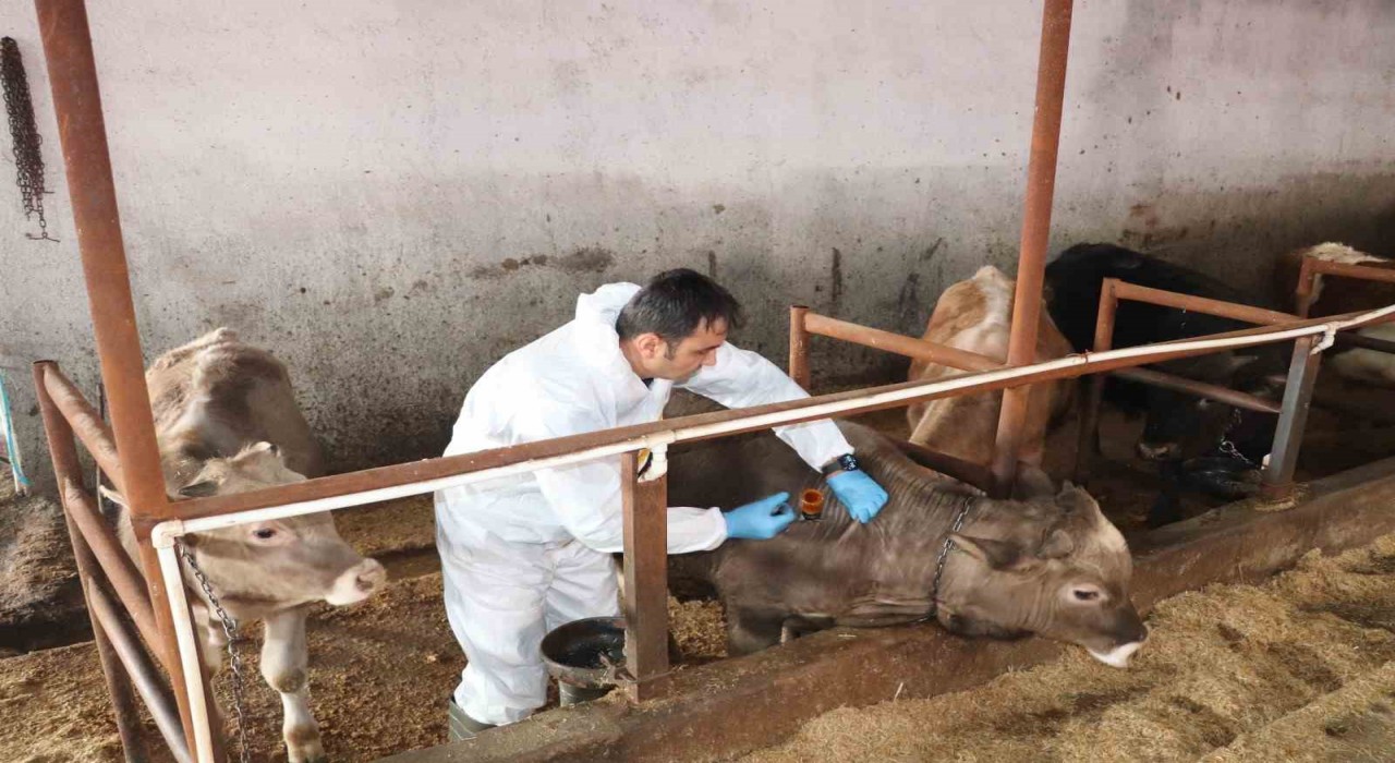 Sivasta şap aşılama kampanyası devam ediyor