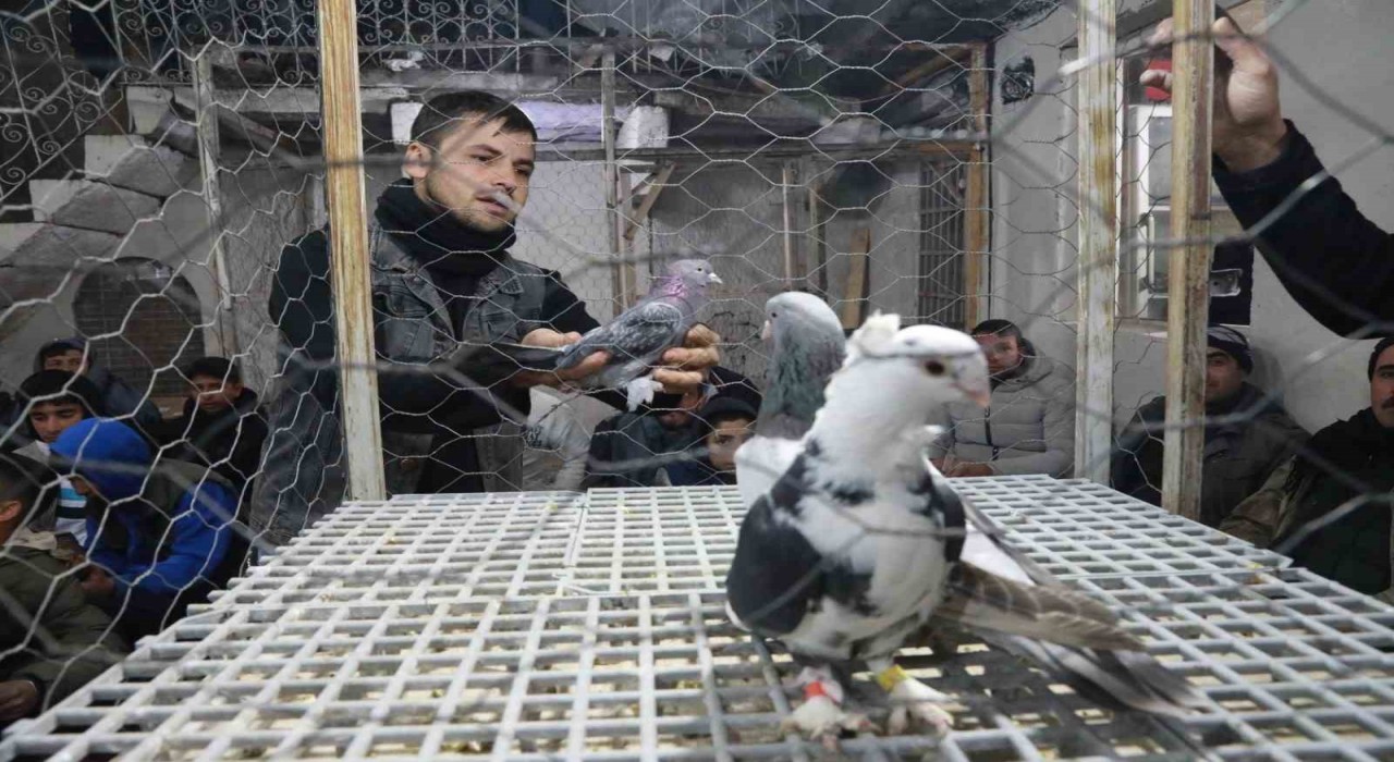 Siverekte güvercin tutkunları mezatlarda buluşuyor