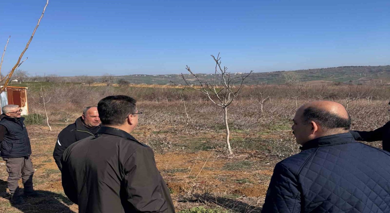Tekirdağda ceviz üretimine yakın takip: İl Müdürü incelemelerde bulundu