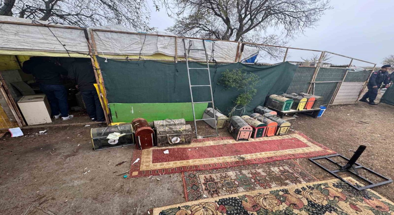 Tekirdağda horoz dövüşüne operasyon: Ring boş, kafes dolu