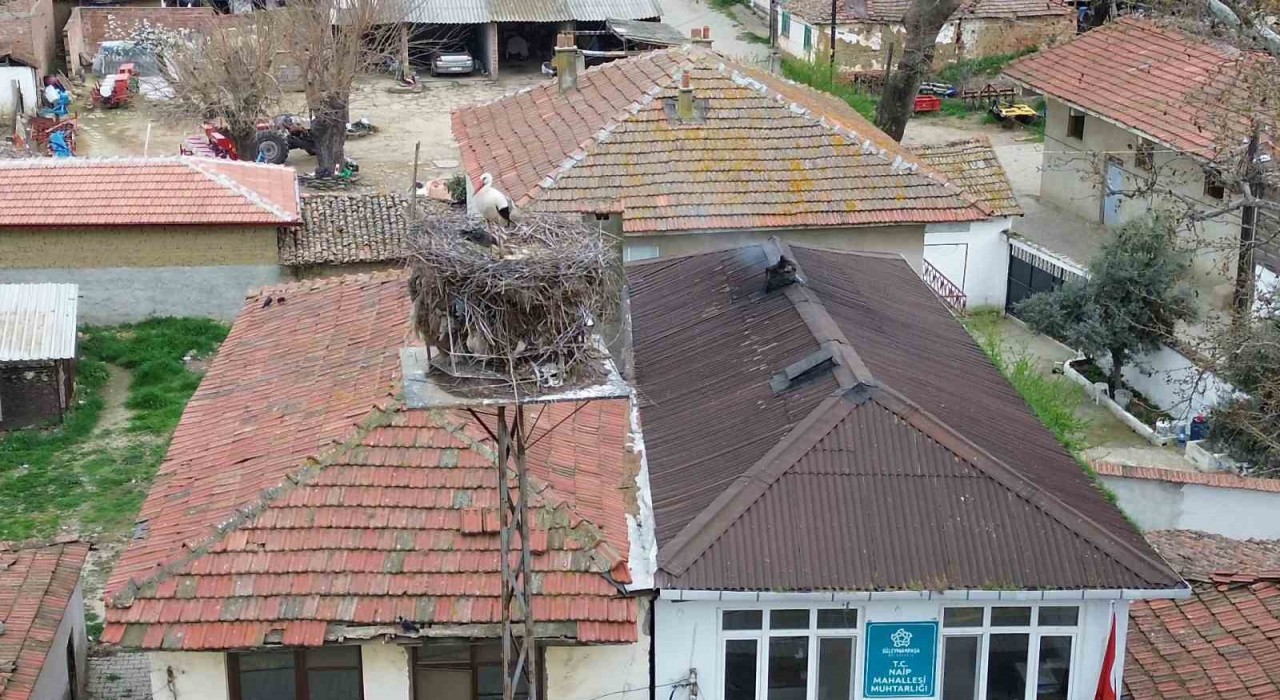 Tekirdağda Leyla ile Mecnun yuvalarına döndü