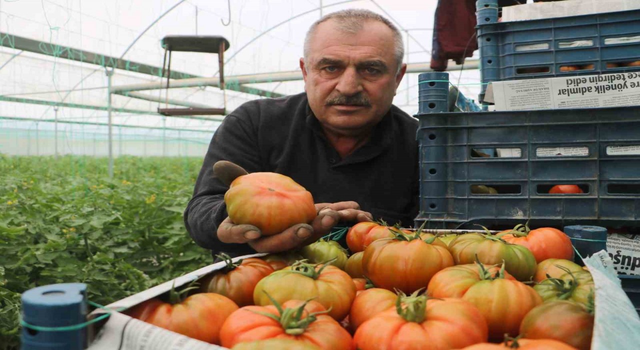 Turfanda hasat edilen domates serada 28 TLden alıcı buluyor