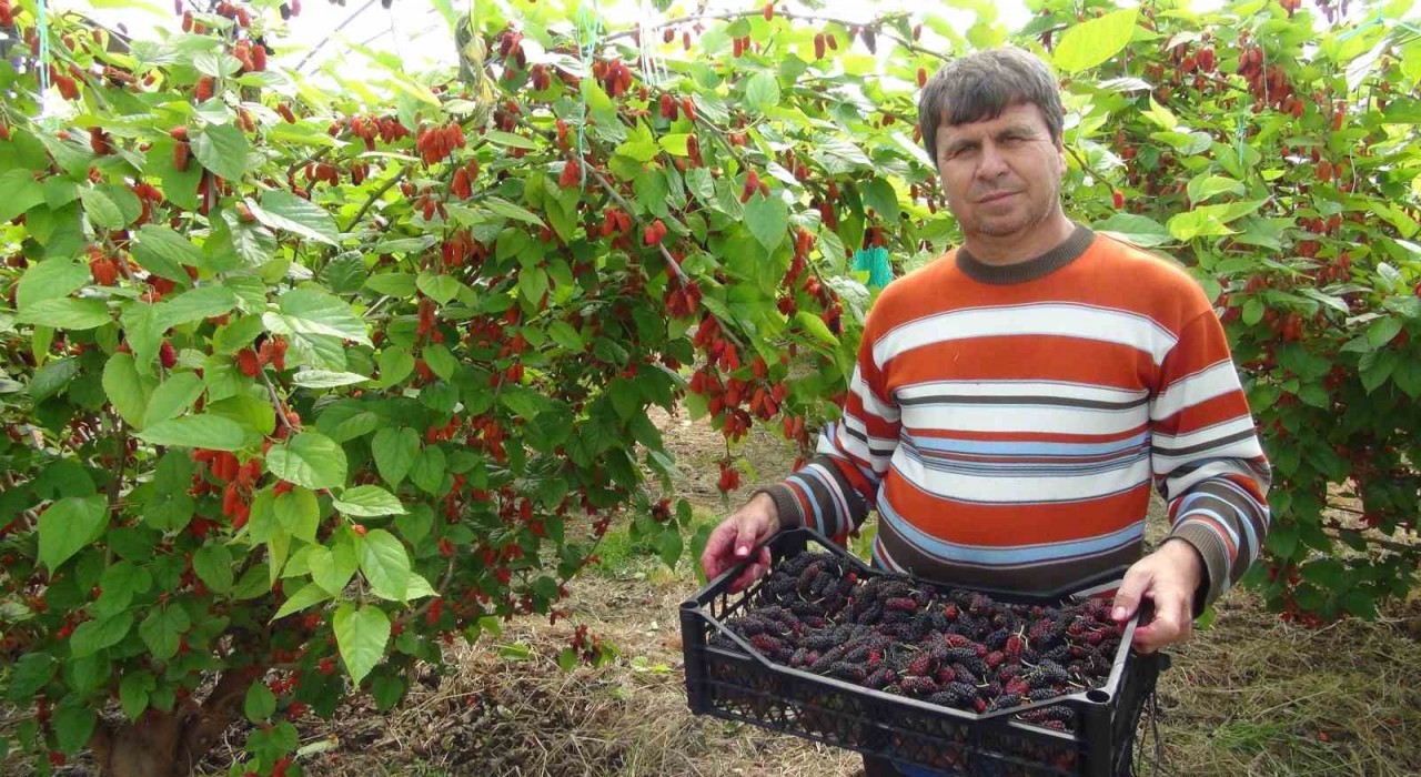 Turfanda yetişen karadutun yüzde 70i ihraç ediliyor