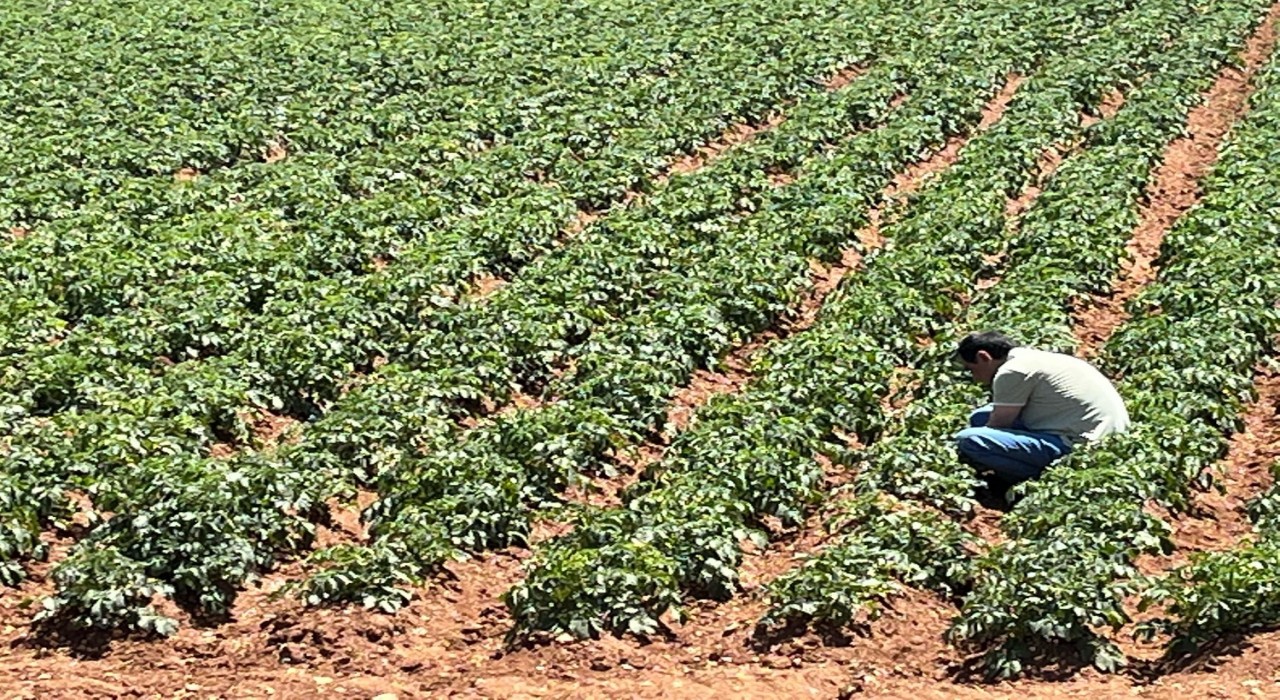 Türk girişimcilerden Sahra Çölünde tarım projesi
