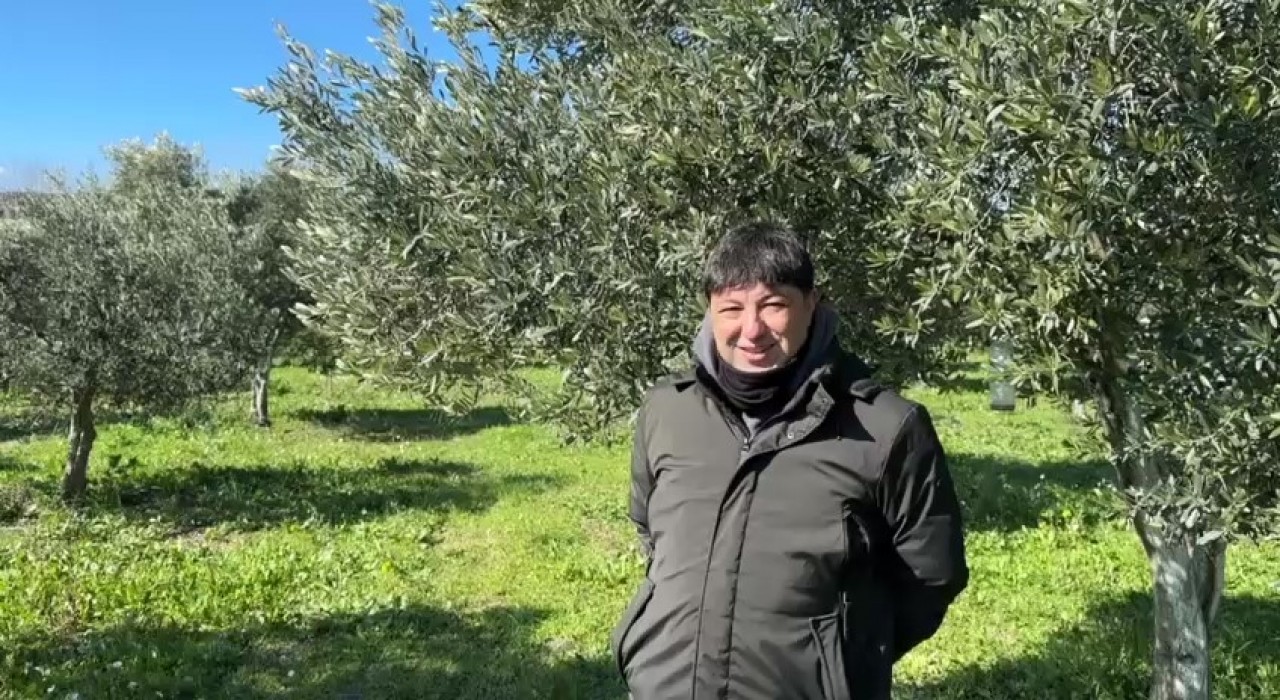 Türkiyede soğuk hava zeytin üreticilerini sevindirdi