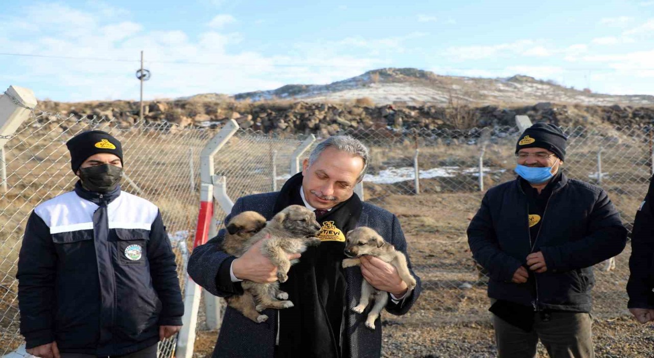 Türkiyeye örnek ‘Pati Evi Talasta