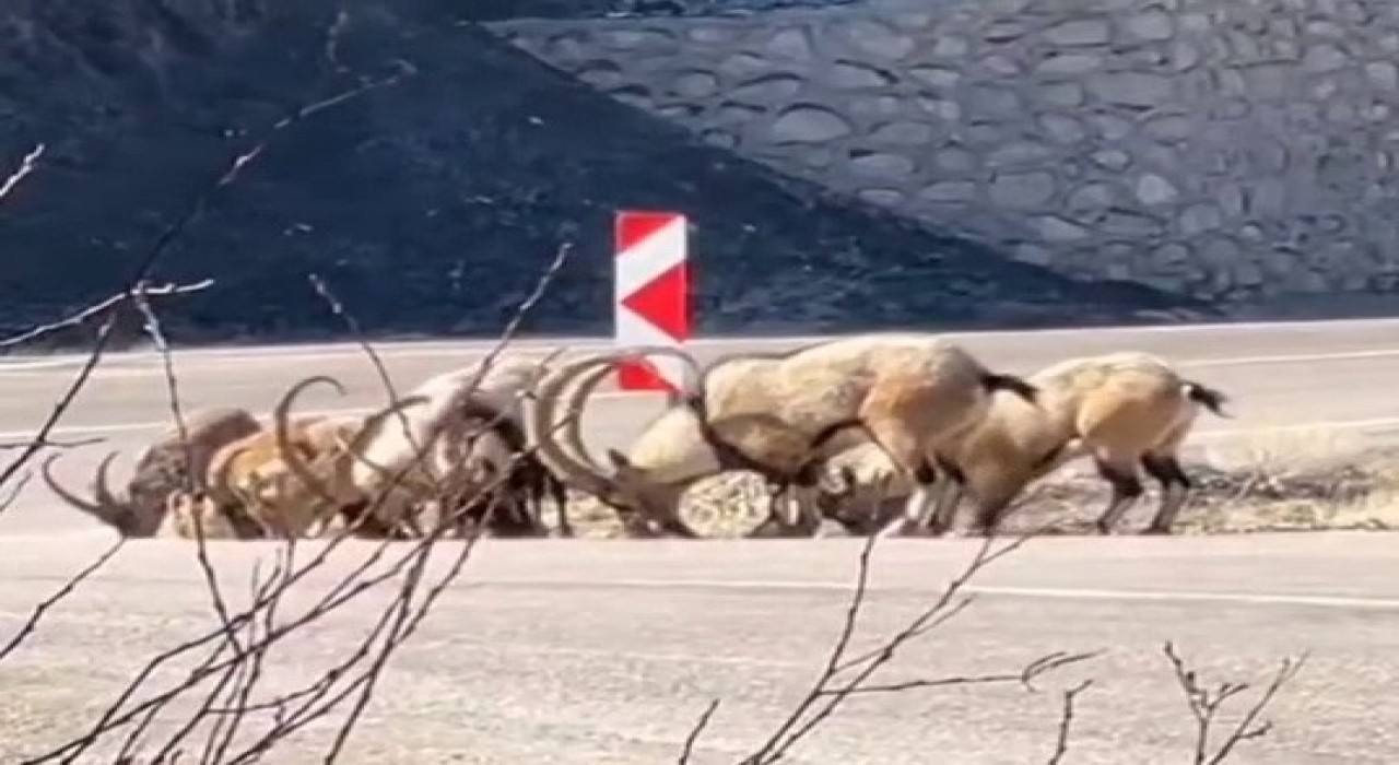 Tuz ihtiyacını karşılamak için karayoluna indiler