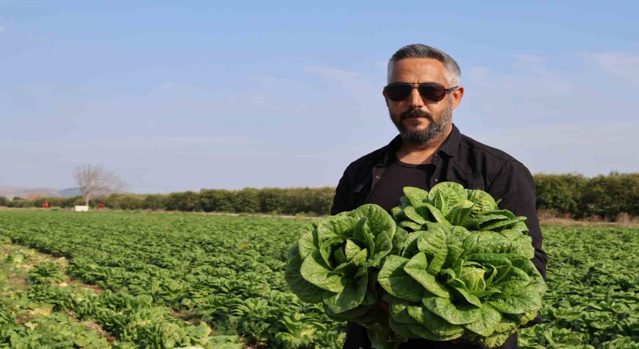 Üreticide en ucuz sebze marul: Tarlada 5 TL, manavda 5 katı
