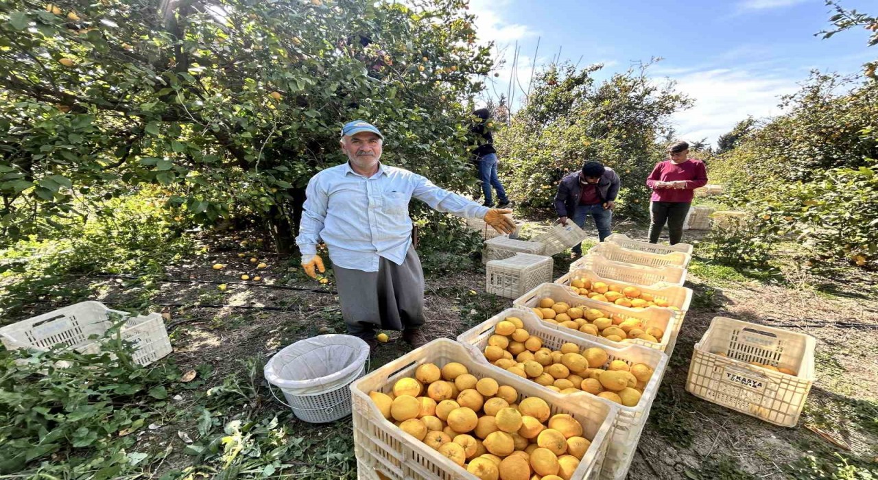 Üreticinin önlemiyle zirai dondan kurtulan limon bahçede 15 TLden alıcı buluyor