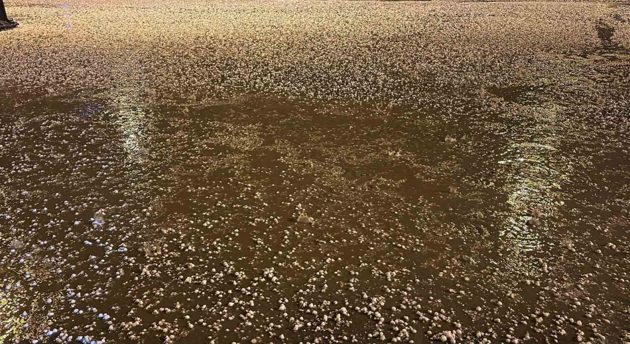 Uşakta dolu yağışı etkili oldu