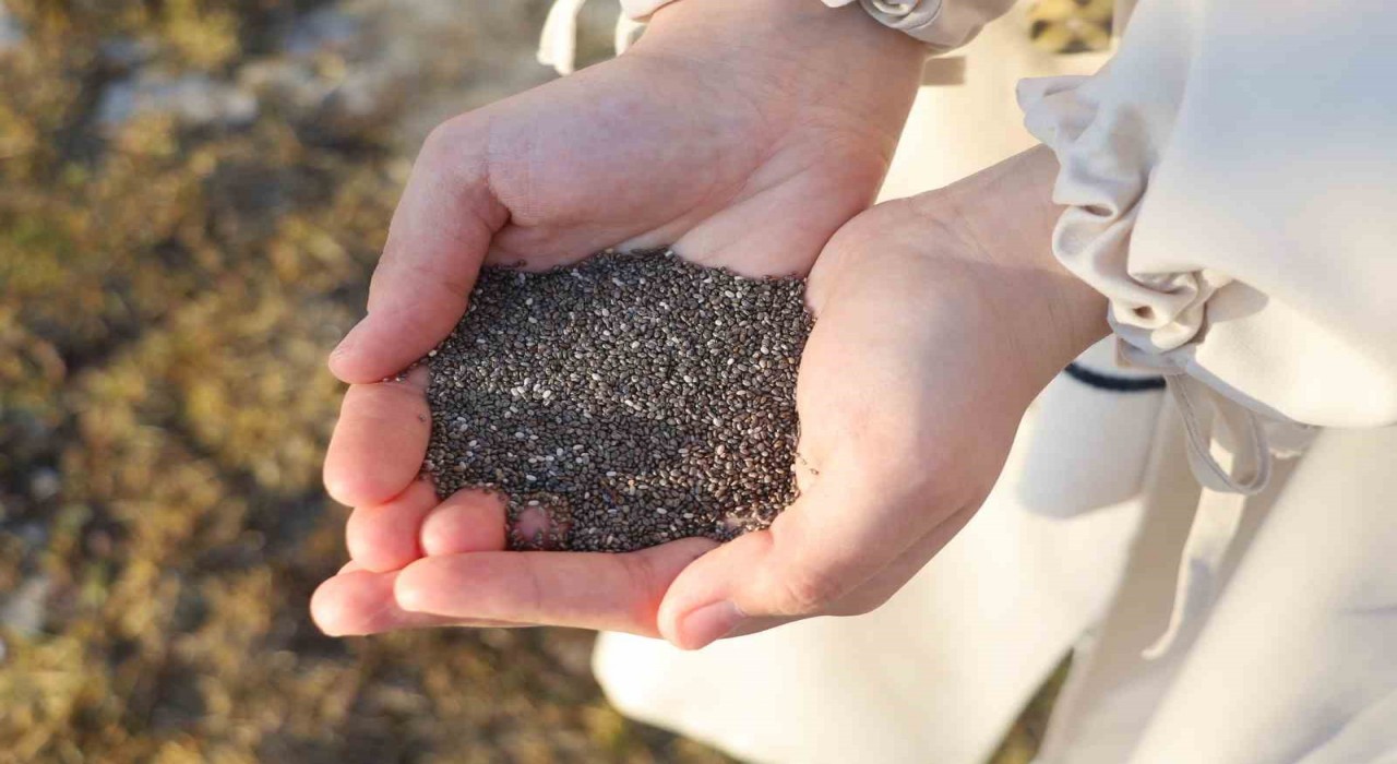 Uzmanı açıkladı: Sahurda chia tohumu tüketin susuz ve aç kalmayın