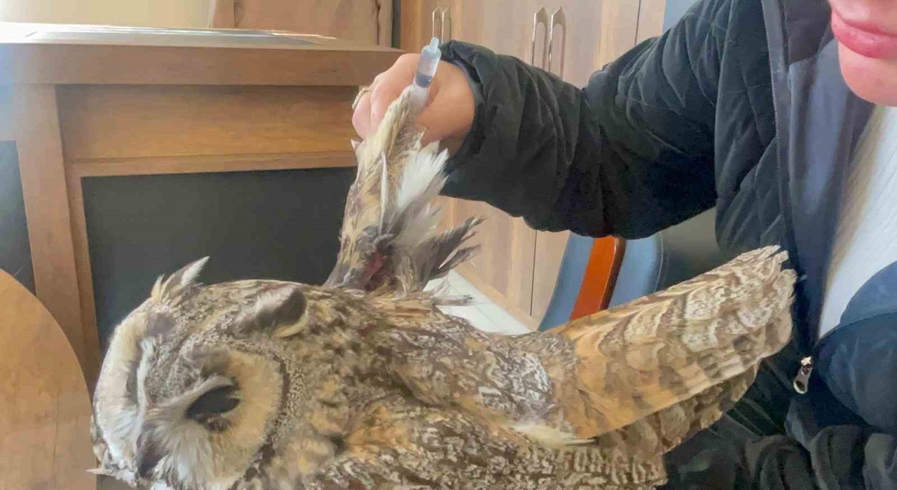 Vanda bulunan yaralı baykuş koruma altına alındı